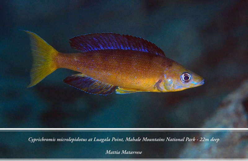 Cyprichromis microlepidotus 'Luagala Point'